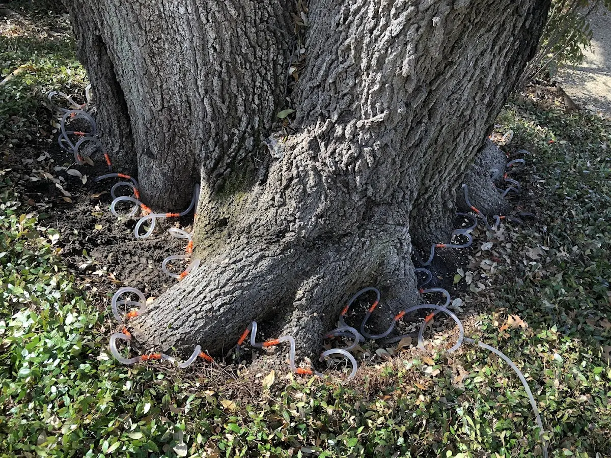 Detailed Tree Cabling and Bracing job site in Anthony
